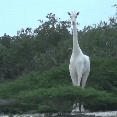 белый жираф