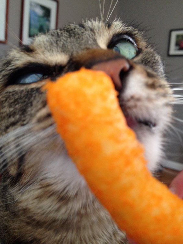 кот нюхает морковку
