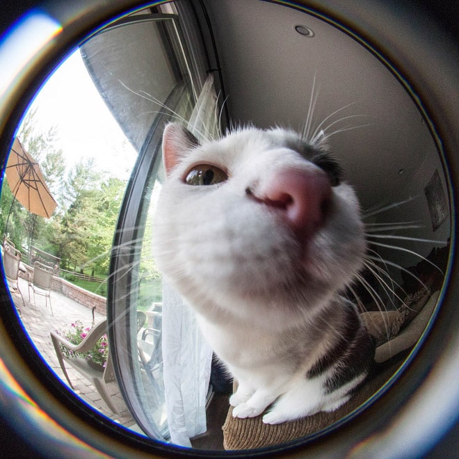 кот в объективе камеры