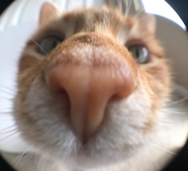 рыжий кот в камере