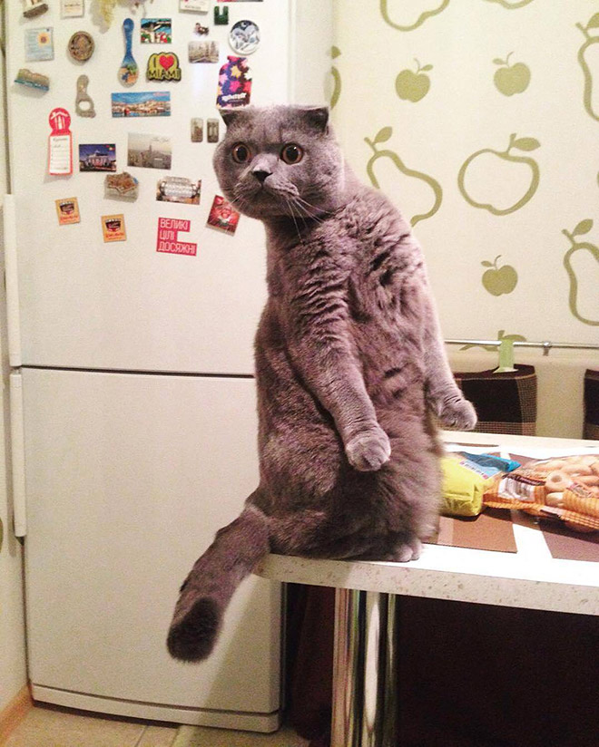 забавный кот на кухне