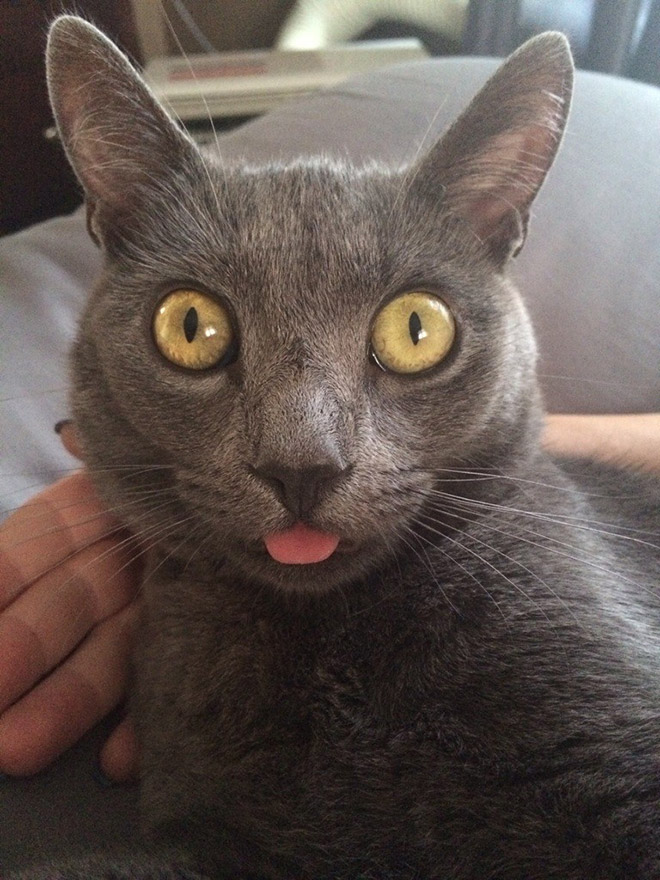 серый кот с языком