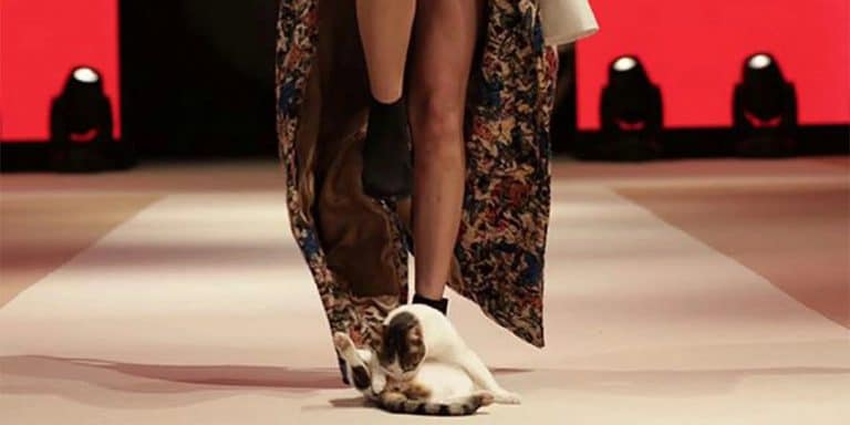 model-cat-on-the-runway