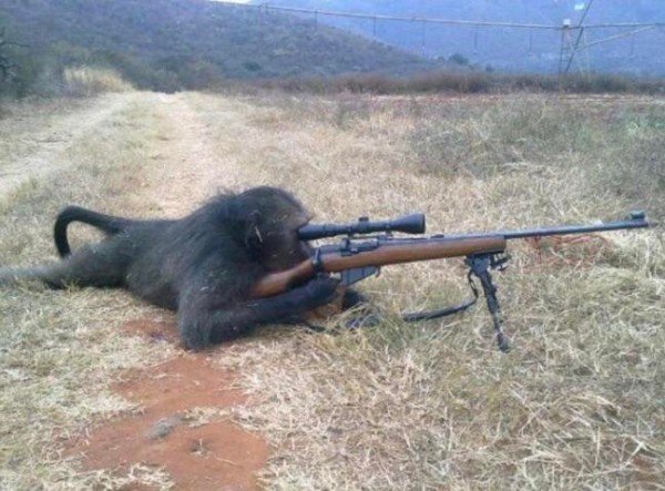 обезьяна с ружьем