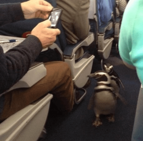 пингвины в самолете