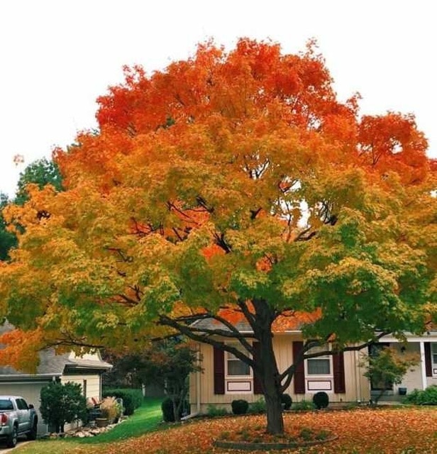 дерево осенью