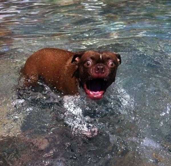 собака в воде