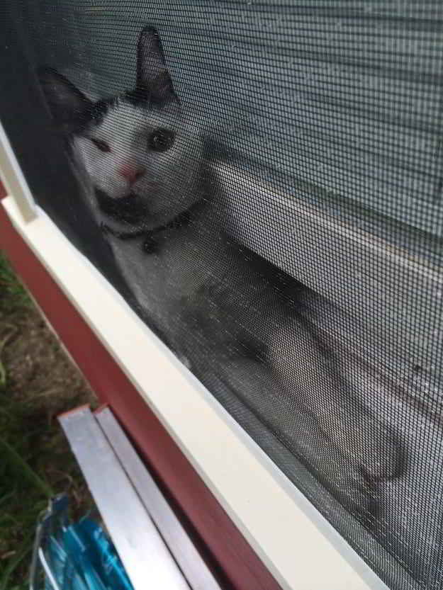 кошка между сеткой и окном