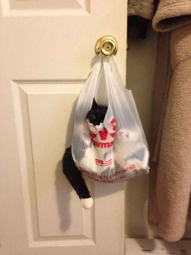 черный кот в пакете на двери