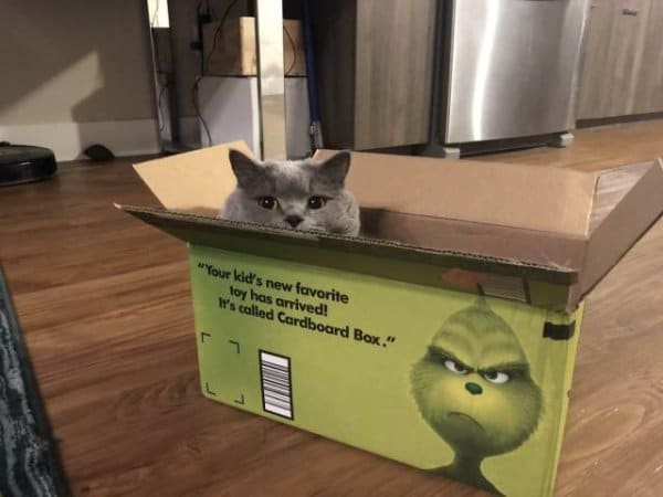 серый кот в зеленой коробке