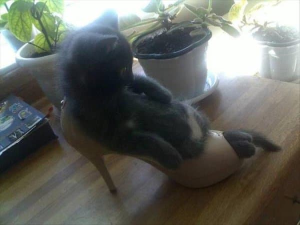 котенок в туфле