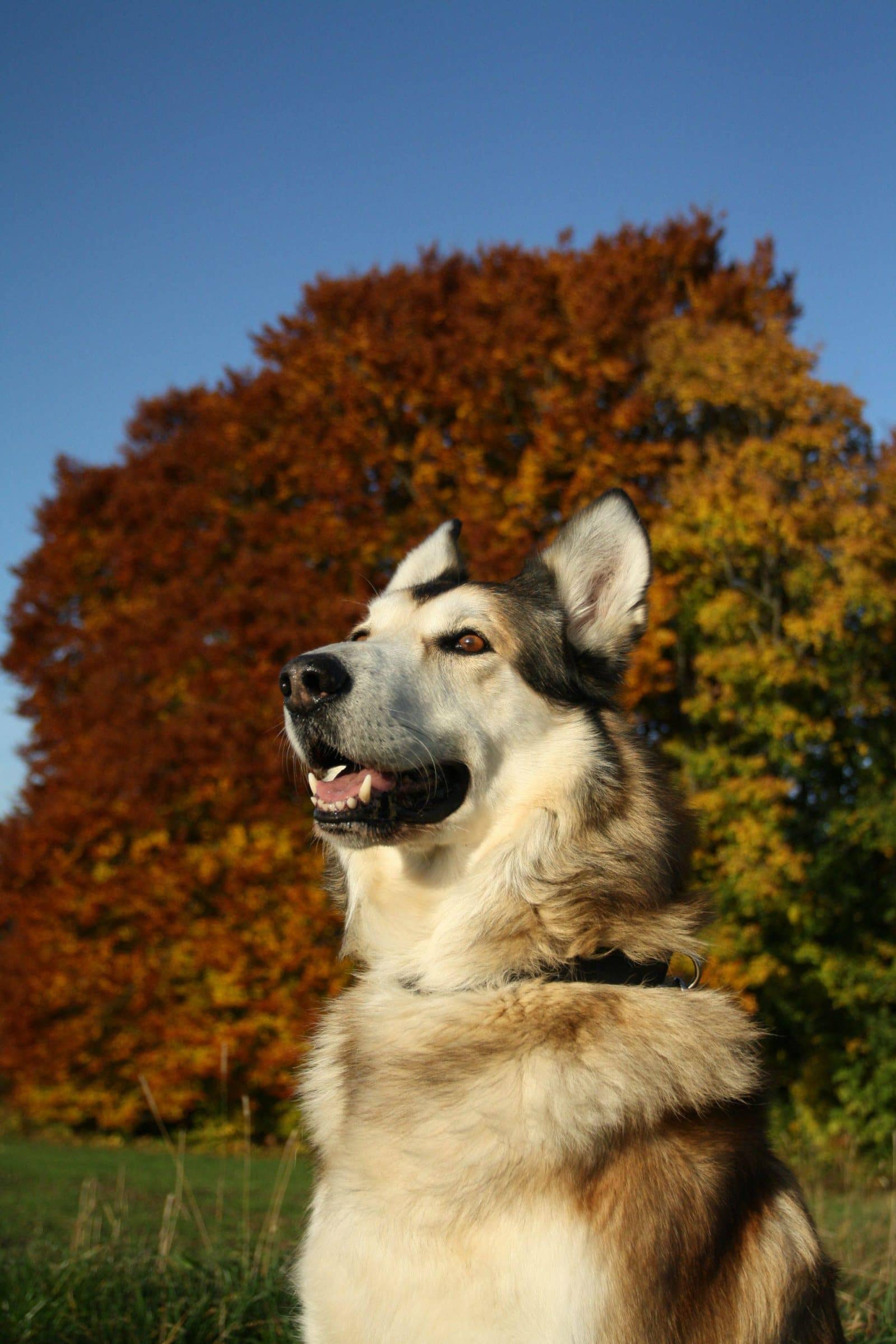пес смотрит на небо на фоне осеннего дерева