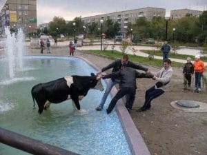 мужчины тянут корову за рога