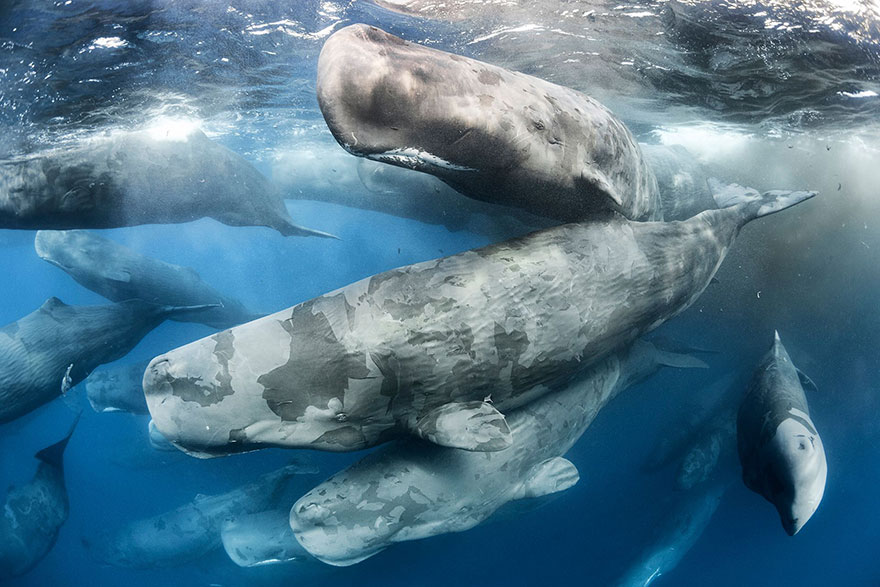много китов плавает под водой