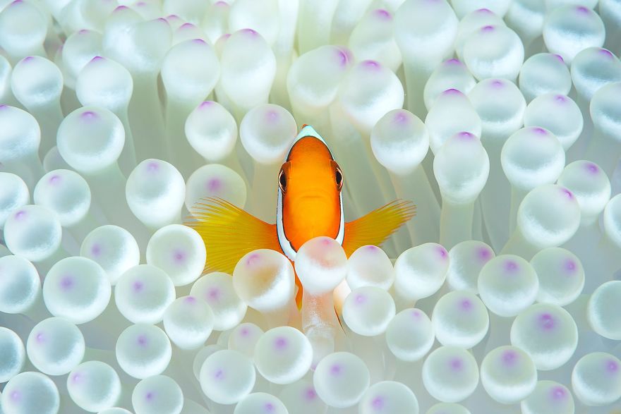 желтая рыбка в белых водорослях
