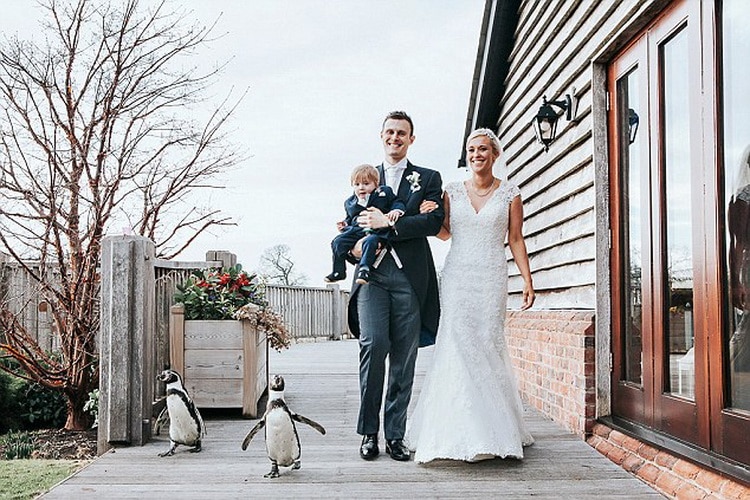 жених невесты и пингвины