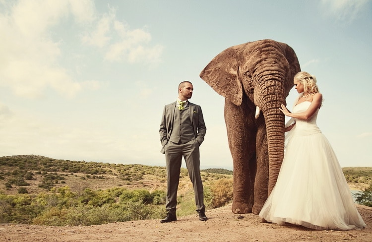жених слон и невеста