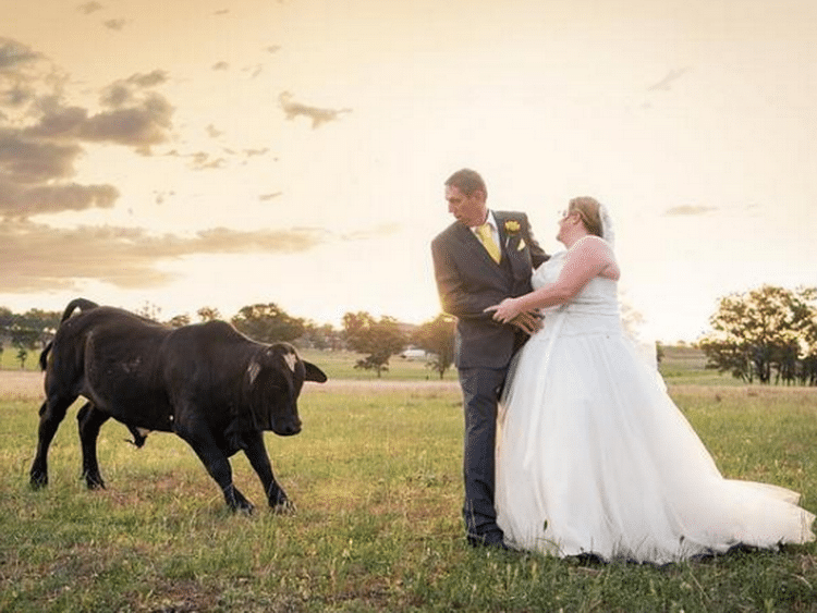 жених невеста и бык на поле