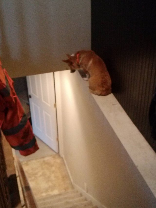 собака сидит над лестницей