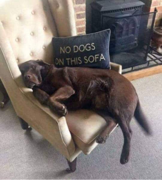 собака лежит на кресле
