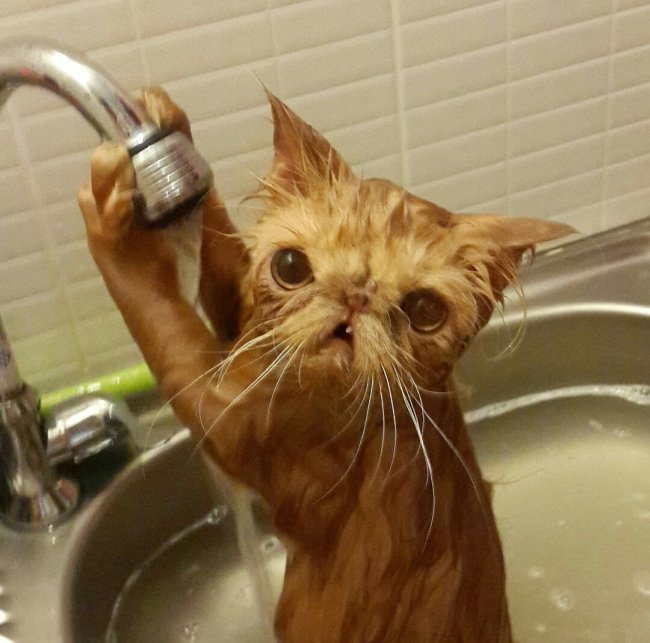 рыжий кот под водой из крана