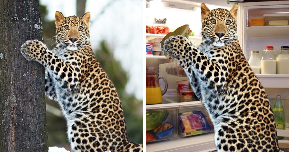 удивленный леопард возле холодильника