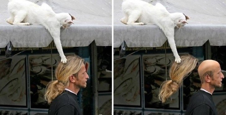 белый кот снимает парик с мужчины