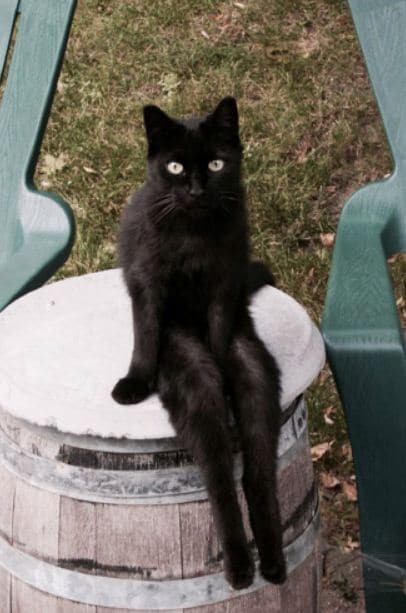 черный кот сидит на бочке
