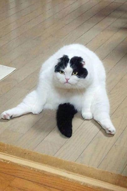 белый кот сидит на полу