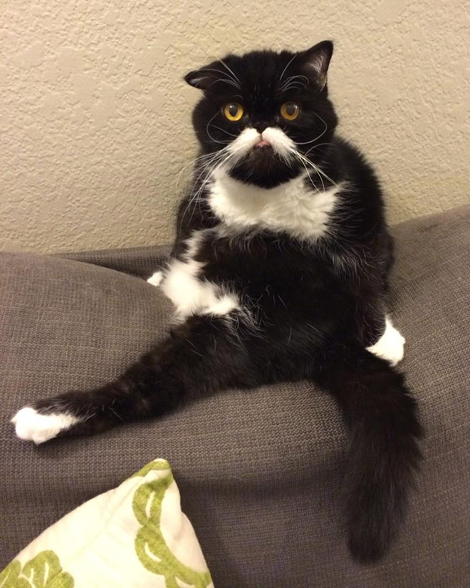 черно-белый кот сидит на диване