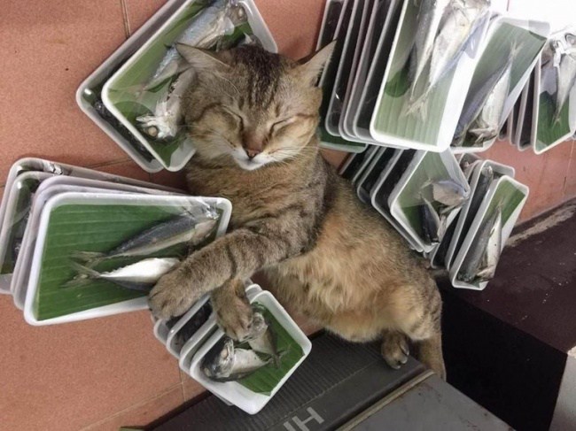 кот спит среди рыбы