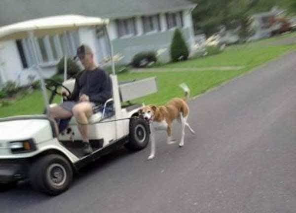 мужчина выгуливает собаку, сидя в машине