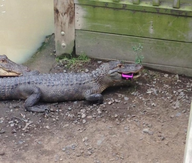 крокодил и телефон