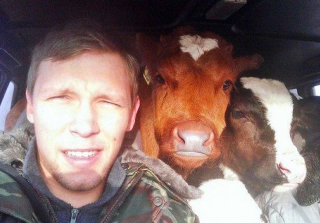 коровы в машине