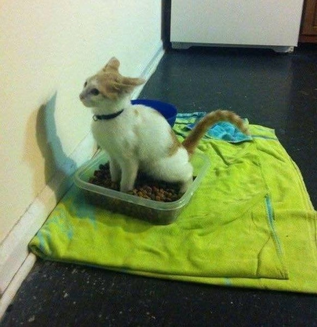кот пошел в туалет в миску с едой