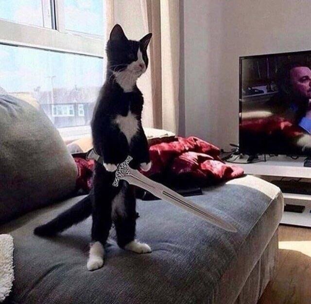 черно-белый кот стоит на задних лапах с мечом