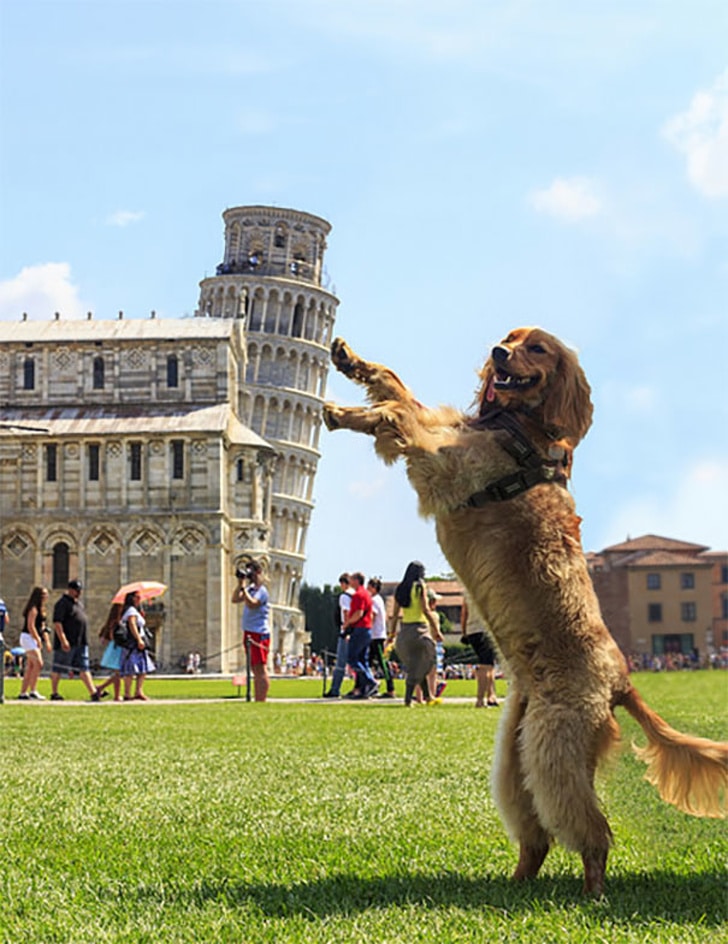 пес и Пизанская башня