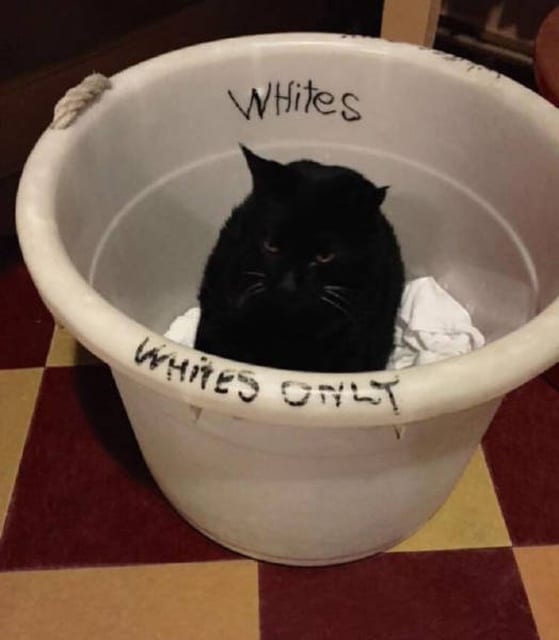 черный кот сидит в ведре