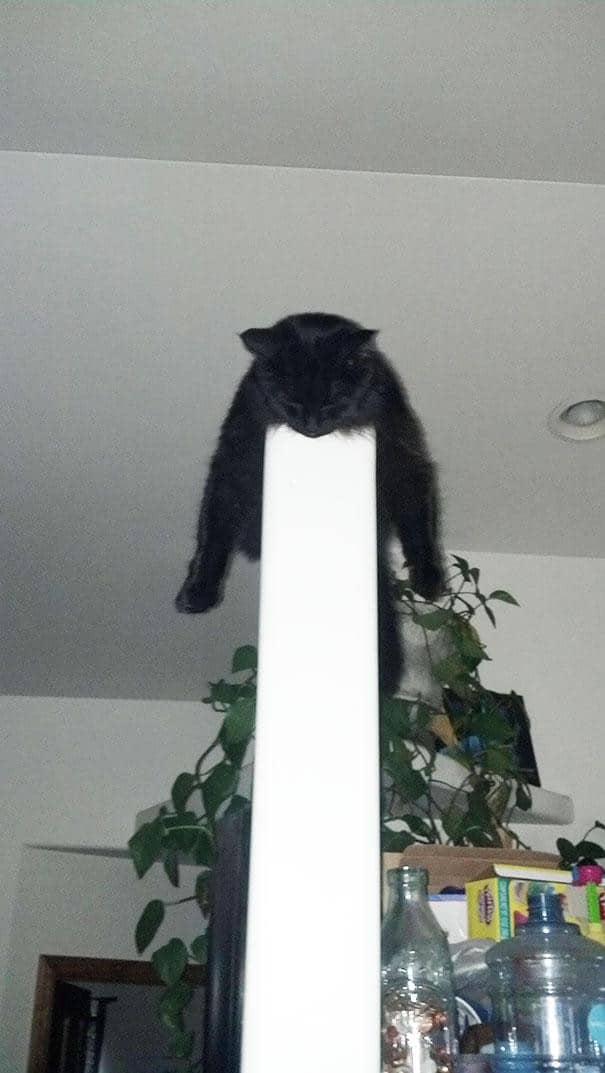 Кот на стене