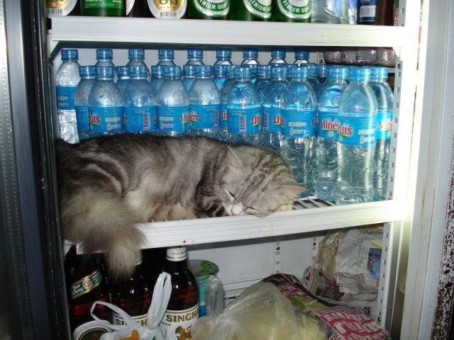 Кот в холодильнике