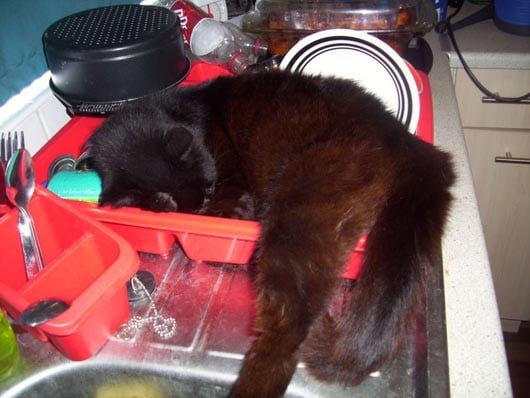 Кот на кухонной мойке