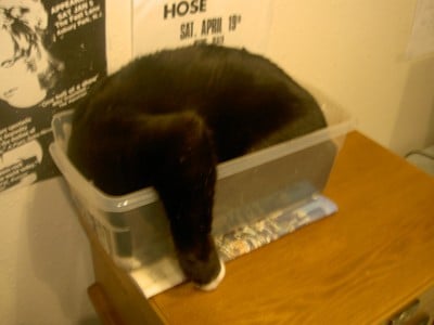 Кот в пластиковой коробке