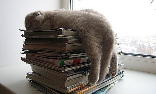 Кот на стопке книг