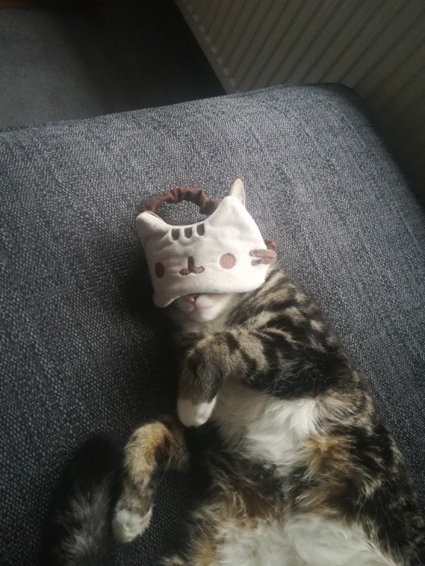 полосатый кот спит в маске