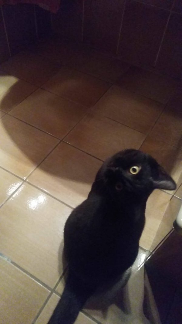 черная кошка на полу