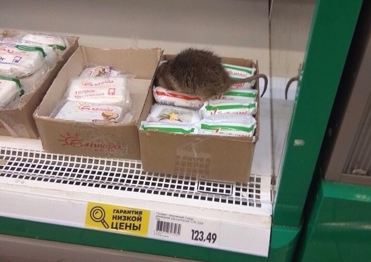 крыса в супермаркете