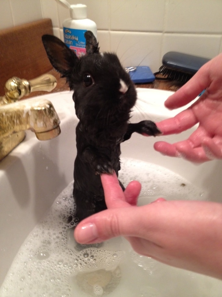 черный кролик в раковине