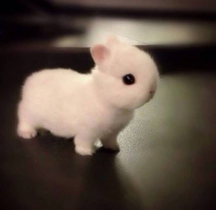 маленький белый кролик