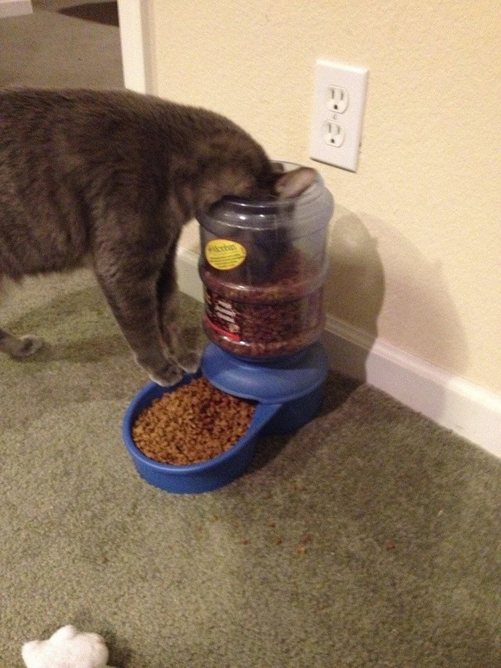 серый кот ест корм