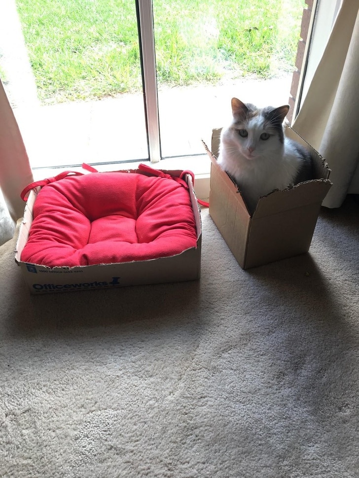 кот в коробке